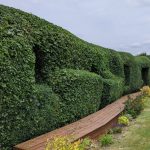 Hedge Pruning and Shaping Great Dunmow