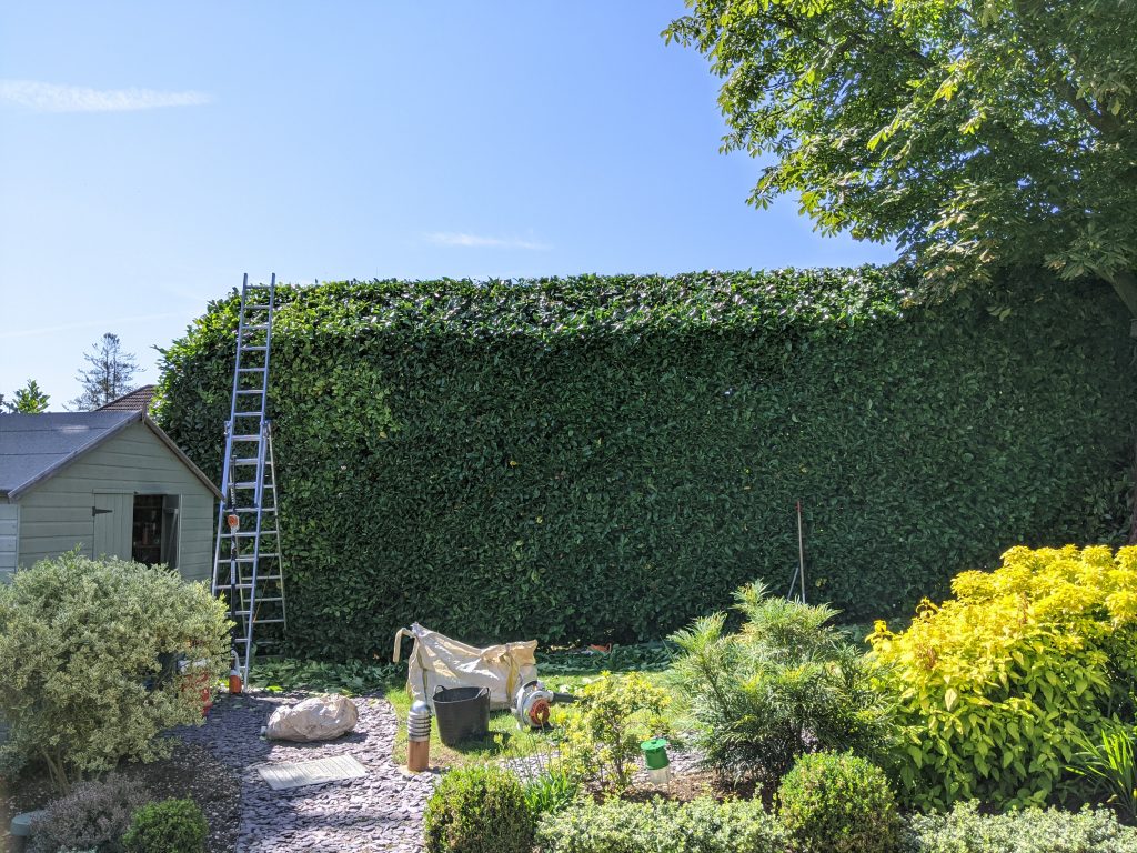 Hedge Trimming Great Dunmow