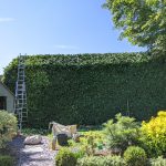Hedge Trimming Great Dunmow