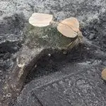 Tree stump cutting Great Dunmow