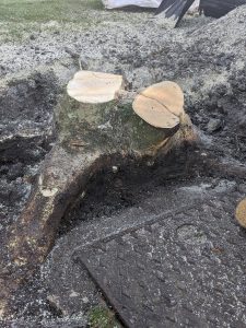 Tree stump cutting Great Dunmow