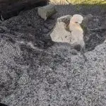 Tree stump removal Great Dunmow