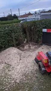 Tree stump removal Bishops Stortford